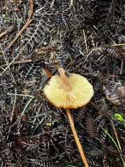 Lactarius rubidus