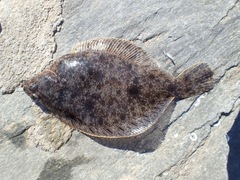 Lepidopsetta