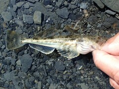 Leptocottus armatus