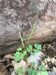 Cardamine macrocarpa