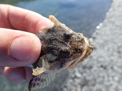 Leptocottus armatus