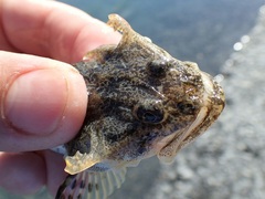 Leptocottus armatus