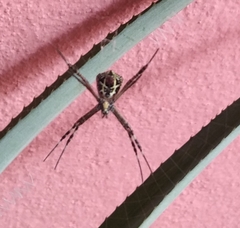 Argiope anasuja