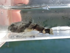 Myoxocephalus polyacanthocephalus