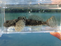 Cottus cognatus