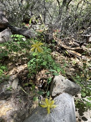 Aquilegia longissima
