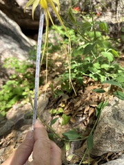 Aquilegia longissima