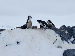 Pygoscelis antarcticus