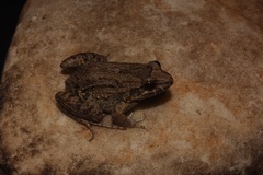 Leptodactylus podicipinus