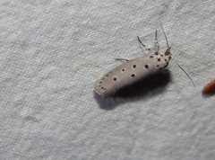 Ethmia circumdatella