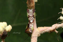 Elasmostethus nubilus