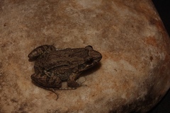 Leptodactylus podicipinus