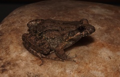 Leptodactylus podicipinus