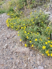 Heterotheca schneideri