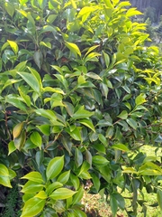 Camellia japonica