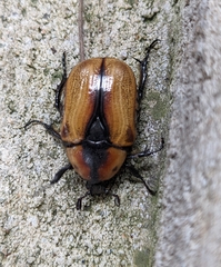 Chondropyga dorsalis