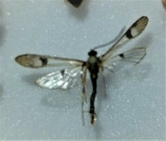 Synanthedon acerni