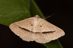 Isturgia penthearia