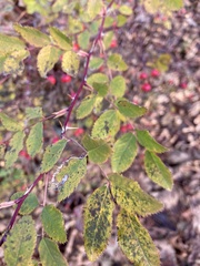 Stigmella anomalella