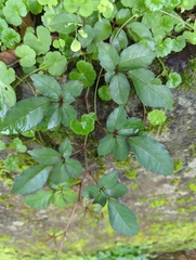 Causonis corniculata