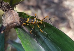 Zelus armillatus