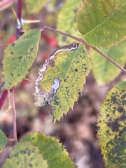 Stigmella anomalella