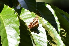 Adelpha tracta