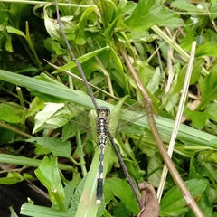 Orthetrum sabina