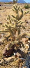 Cylindropuntia fulgida