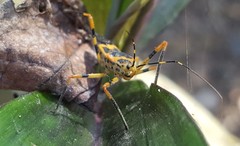 Zelus armillatus