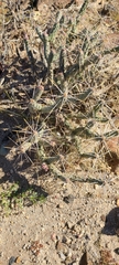 Cylindropuntia tesajo