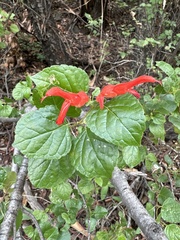 Salvia regla