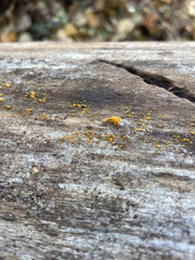 Dacrymyces