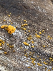 Dacrymyces