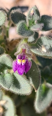 Pseudorontium cyathiferum