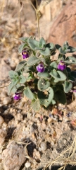 Pseudorontium cyathiferum