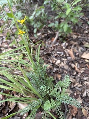 Packera millelobata