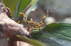 Zelus armillatus