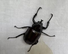 Xylotrupes australicus