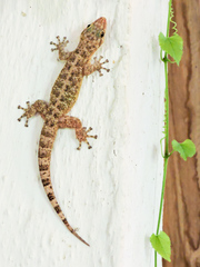 Phyllodactylus lanei