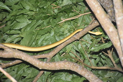 Corallus ruschenbergerii