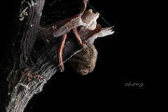 Cyphalonotus