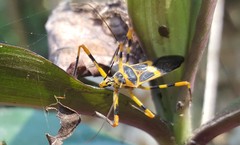 Zelus armillatus