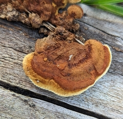 Gloeophyllum sepiarium