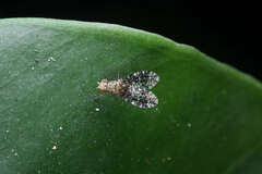 Homoneura trypetoptera