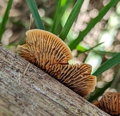 Gloeophyllum sepiarium