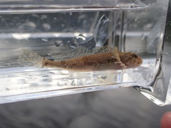 Cottus cognatus