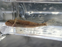 Cottus cognatus
