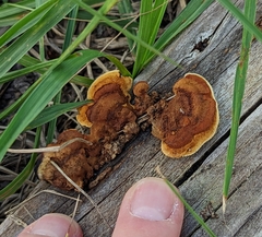 Gloeophyllum sepiarium