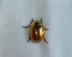 Anoplognathus parvulus